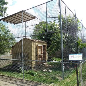 Southern Ground Hornbill Exhibit