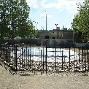 African Penguin Exhibit (under construction)