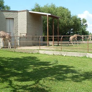 Reticulated Giraffe Exhibit