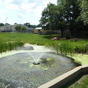 Bactrian Camel Exhibit