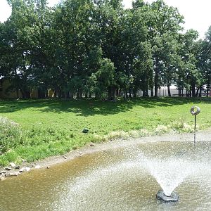 Bongo/West African Crowned Crane Exhibit
