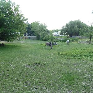 Grant's Zebra Exhibit