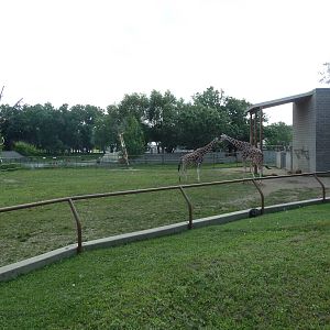 Reticulated Giraffe Exhibit