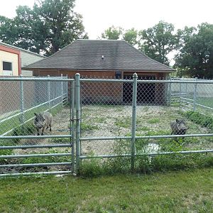 Warthog Exhibit - Side Yard
