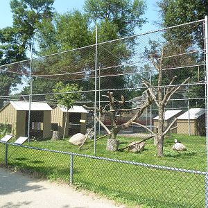 Bald Eagle/Golden Eagle Aviary