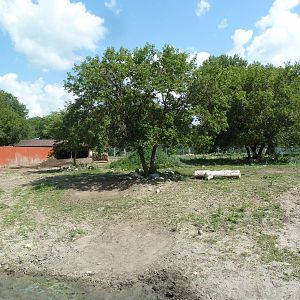 American Bison Exhibit