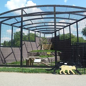 Bobcat Exhibit