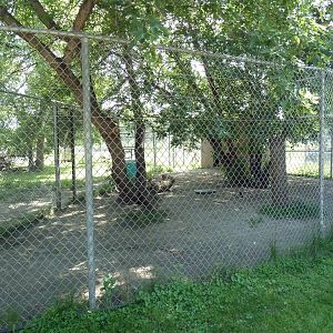 Grey Wolf Exhibit (Side Yard)