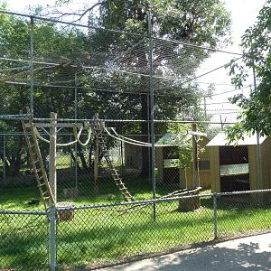 Great Horned Owl Exhibit