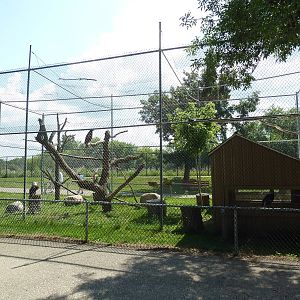 Bald Eagle/Golden Eagle Aviary