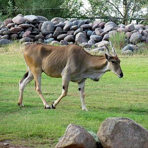 Africa Trail - Savanna