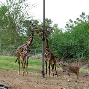 Africa Trail - Savanna