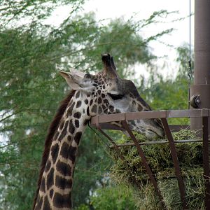 Africa Trail - Savanna