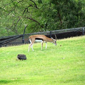 Africa Trail - Savanna