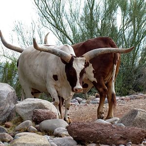 Africa Trail - Savanna