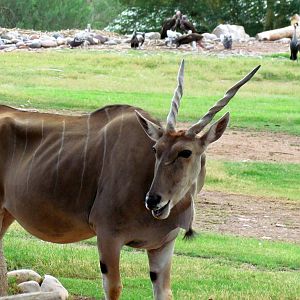 Africa Trail - Savanna