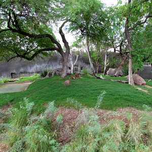 Africa Trail - Tiger Exhibit