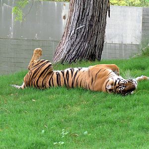 Africa Trail - Tiger Exhibit