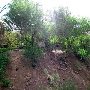 Africa Trail - Lion Exhibit
