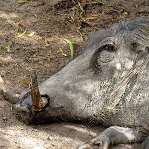 Africa Trail - Warthog Exhibit