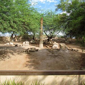 Africa Trail - Warthog Exhibit