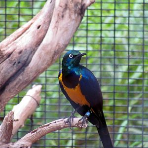 Africa Trail - Savanna Aviaries