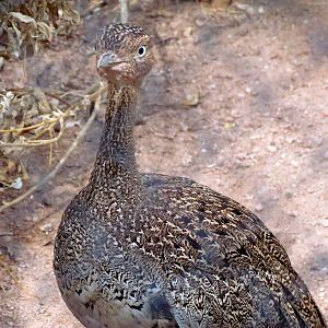 Africa Trail - Savanna Aviaries