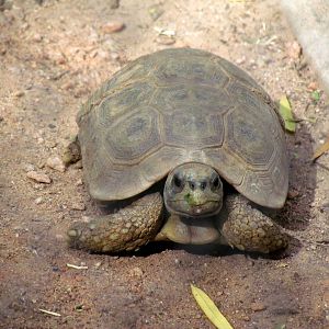 Africa Trail - Savanna Aviaries