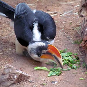 Africa Trail - Savanna Aviaries