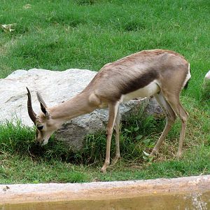 Africa Trail - Rhinoceros Exhibit