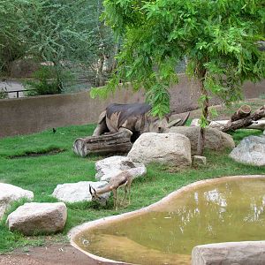 Africa Trail - Rhinoceros Exhibit
