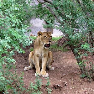 Africa Trail - Lion Exhibit