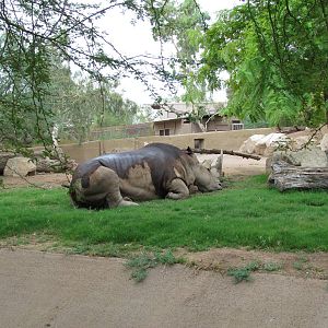 Africa Trail - Rhinoceros Exhibit
