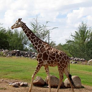 Africa Trail - Savanna