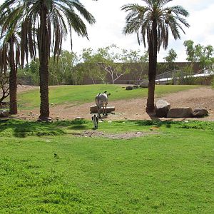 Africa Trail - Savanna