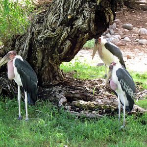 Africa Trail - Savanna