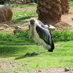 Africa Trail - Savanna