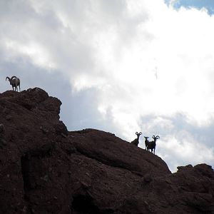 Desert Lives - Bighorn Sheep Exhibit