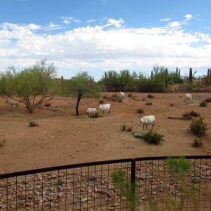 Desert Lives - Arabian Oryx Exhibit