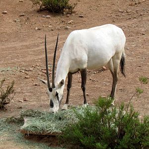Desert Lives - Arabian Oryx Exhibit