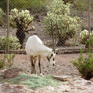 Desert Lives - Arabian Oryx Exhibit