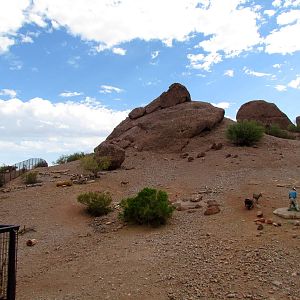 Desert Lives - Bighorn Sheep Exhibit