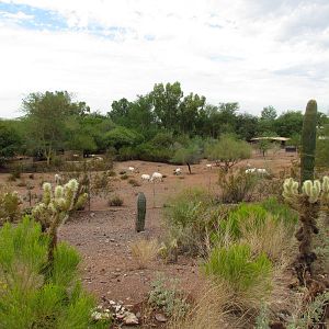 Desert Lives - Arabian Oryx Exhibit