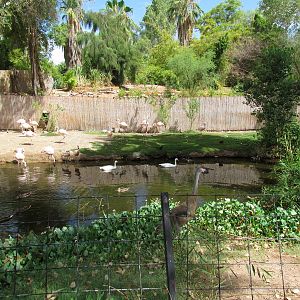 Tropics Trail - Flamingo Exhibit