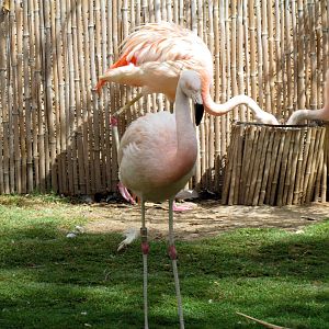 Tropics Trail - Flamingo Exhibit