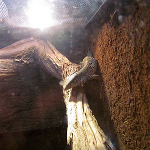 Tropics Trail - Forest of Uco