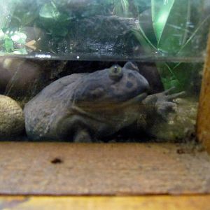 Tropics Trail - Forest of Uco