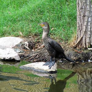 Tropics Trail - Wetlands