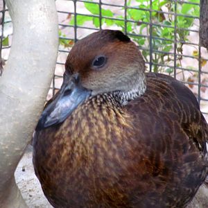 Tropics Trail - Gilbert Aviaries