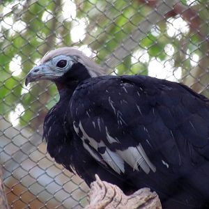 Tropics Trail - Gilbert Aviaries